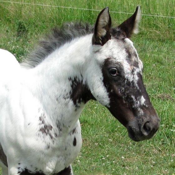 Quality Foundation Appaloosa Horses - Chexy`s Farm